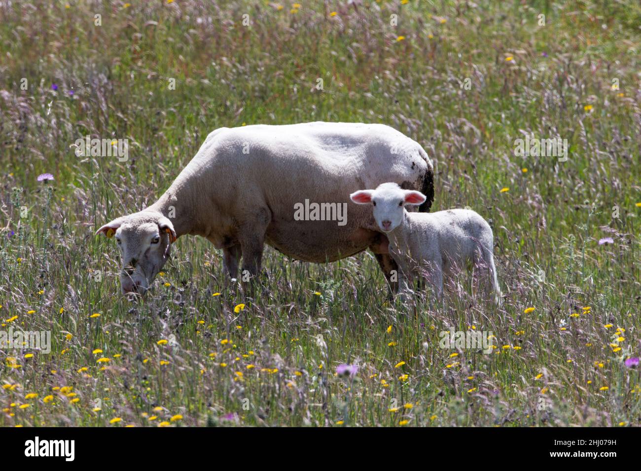 Schaf mit Lamm, Castro Verde, Alentejo, Portugal Stockfoto