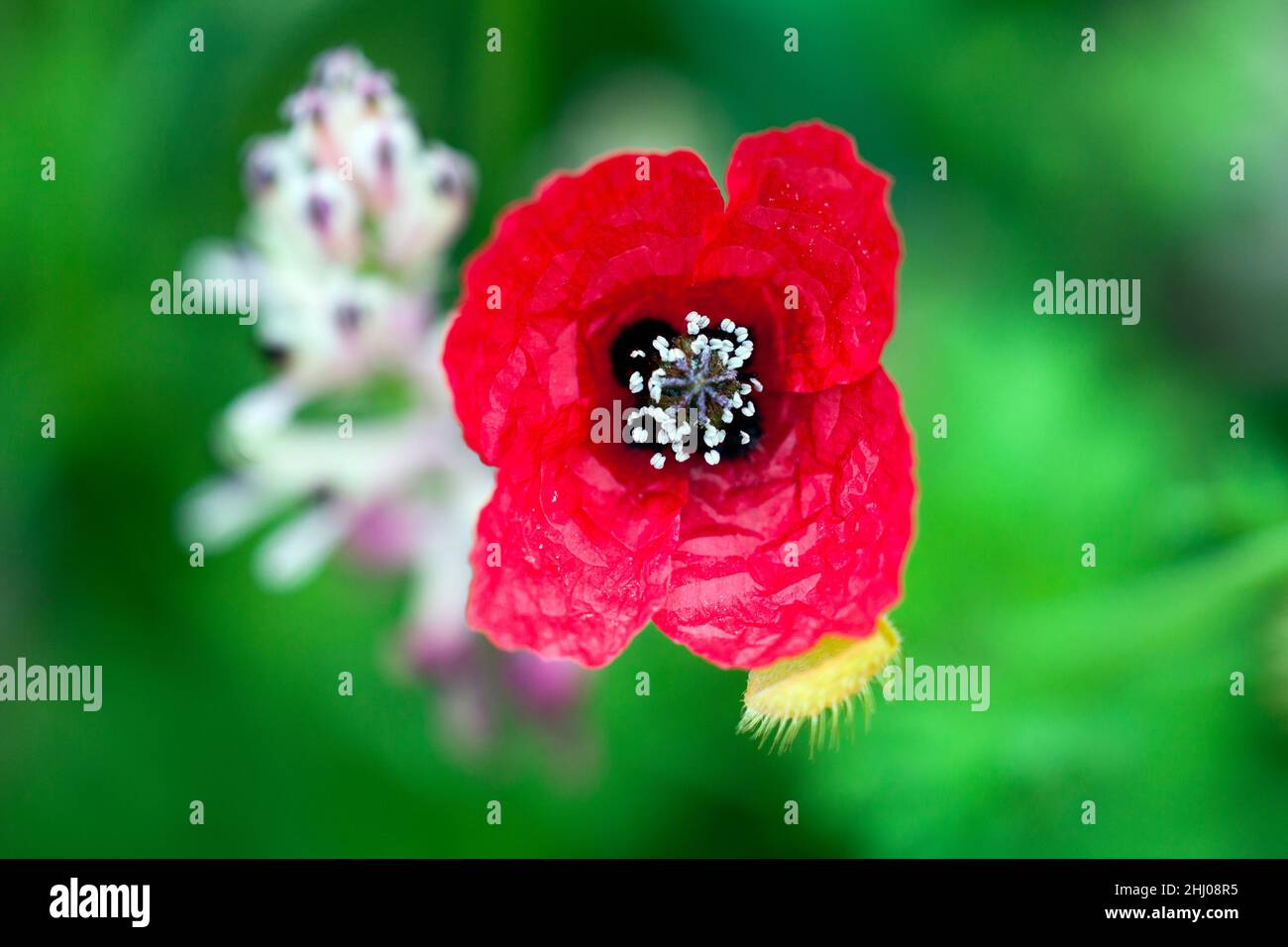 Kaktusmohn (Papaver argemone) Nahaufnahme, Castro Verde, Alentejo, Portugal Stockfoto