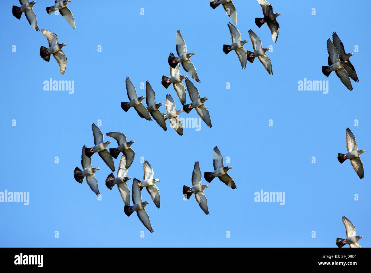 Inländische Tauben/Renn-Tauben, (Columbia sp.), Flock in Flight, Castro Verde, Alentejo Portugal Stockfoto