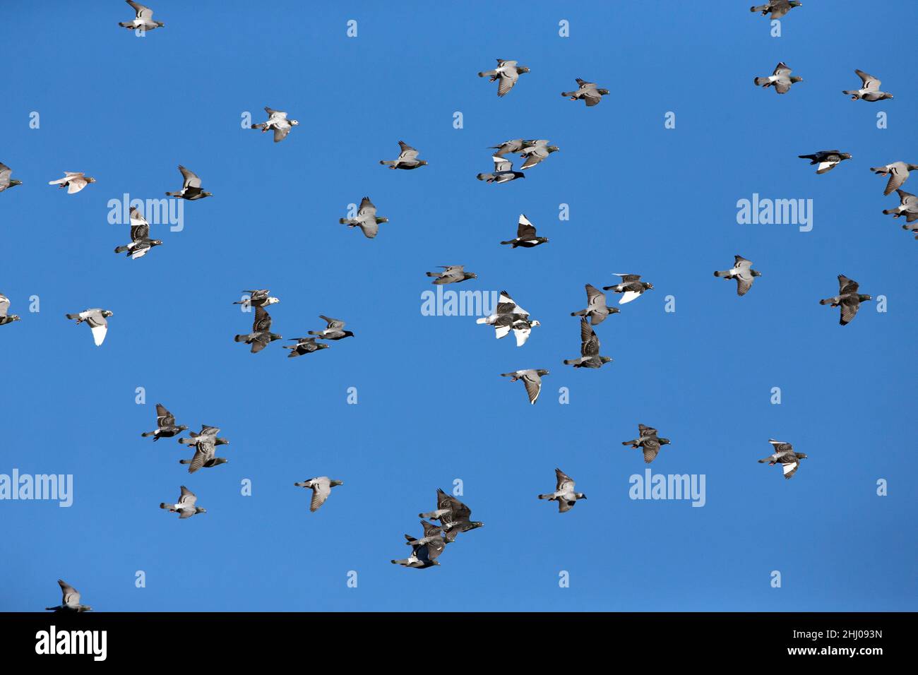 Inländische Tauben/Renn-Tauben, (Columbia sp.), Flock in Flight, Castro Verde, Alentejo Portugal Stockfoto