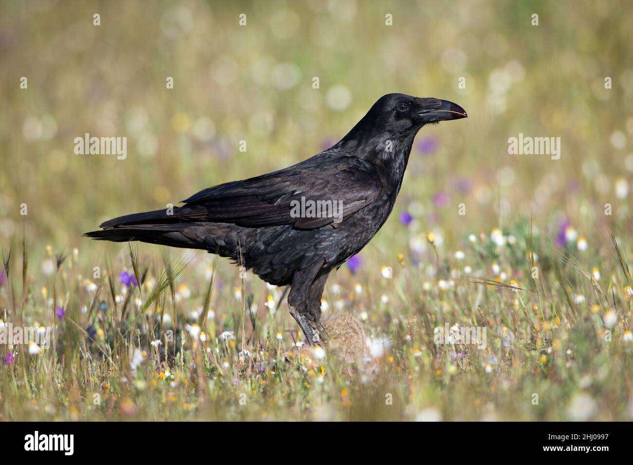 Raven (Corvus corax) auf dem Feld Fütterung auf Aas Castro Verde Alentejo Portugal Stockfoto
