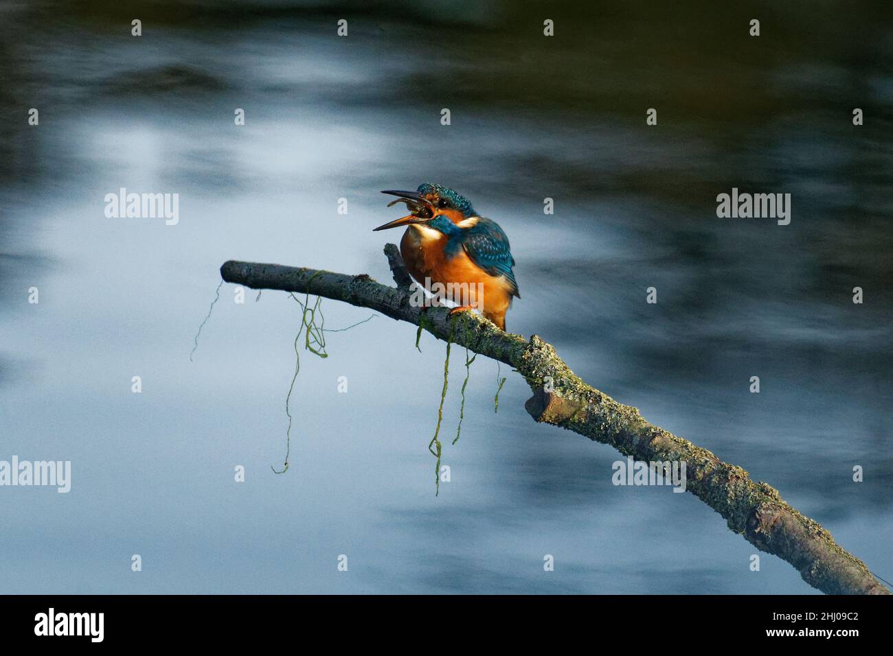 Eisvögel, die einen Fisch essen. Alcedo atthis Stockfoto