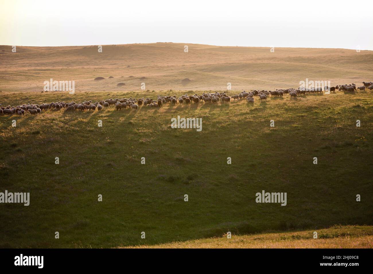 Schafschar, in offenem, hügeligen Land, am Nachmittag Hintergrundlicht, Castro Verde, Alentejo Portugal Stockfoto