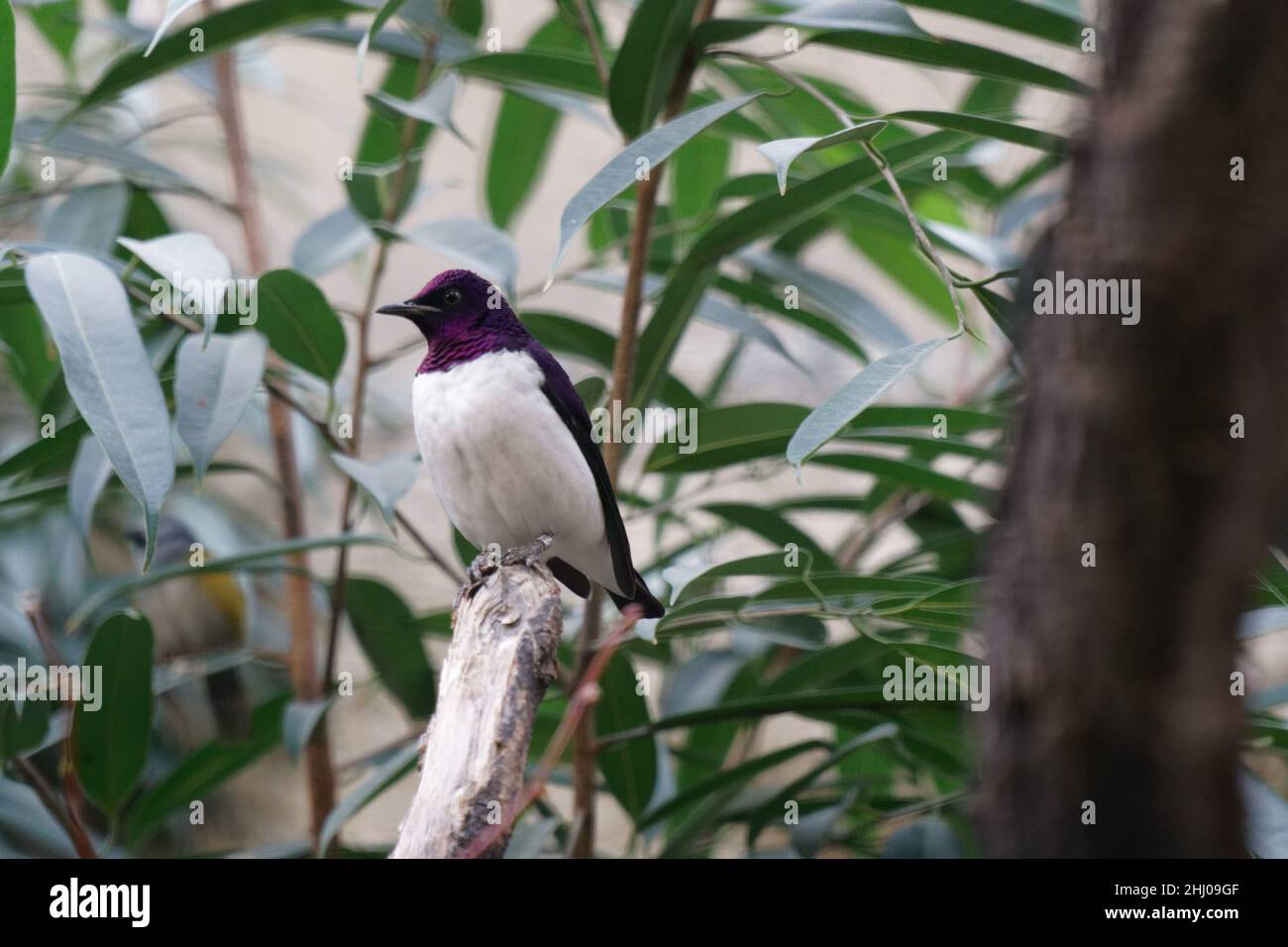 Lila & weiß gefiederter tropischer Vogel Stockfoto