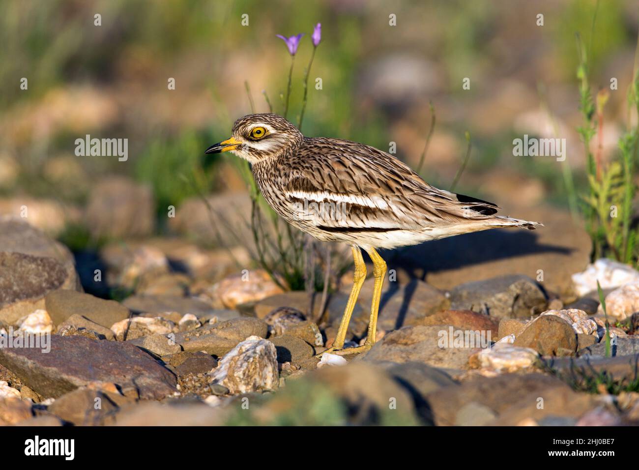 Steincurlew (Burhinus oedicnemus) im Brutgebiet Habitat Castro Verde Alentejo Portugal Stockfoto