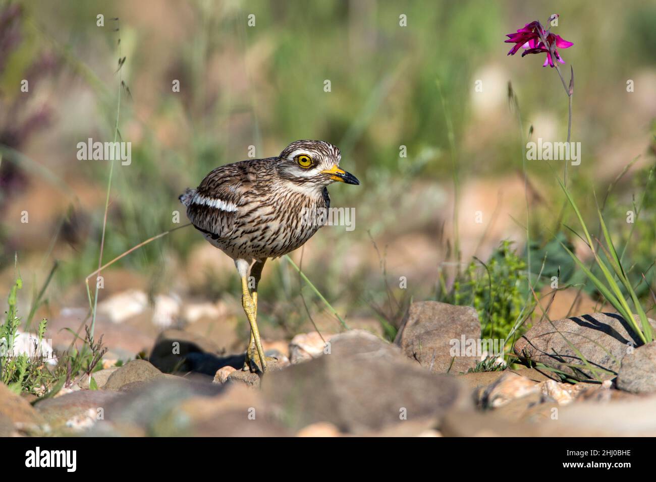 Steincurlew (Burhinus oedicnemus) im Brutgebiet Habitat Castro Verde Alentejo Portugal Stockfoto