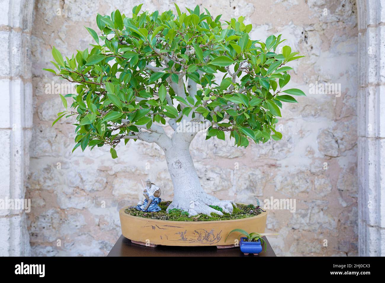 Ficus Bonsai Baum gegen eine Steinmauer Stockfoto