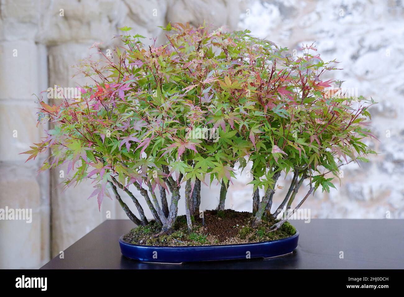 Acer palmatum arakawa Bonsai Baum gegen eine Steinmauer Stockfoto