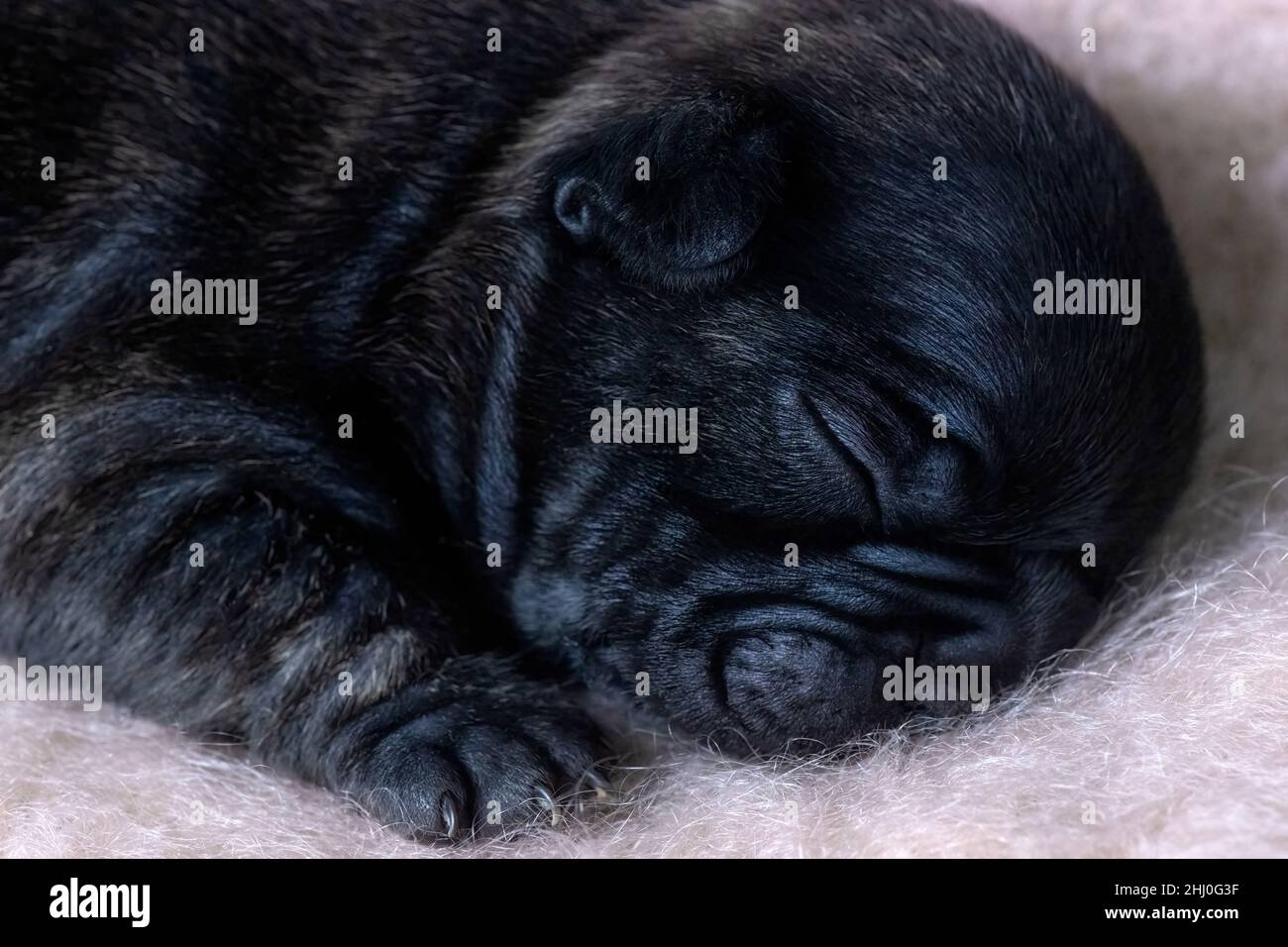 Detaillierte Nahaufnahme eines zwei Wochen alten gesunden französischen Bulldoggen-Welpen, der Kopf und Füße vor hellem Hintergrund für den Kopierbereich zeigt Stockfoto