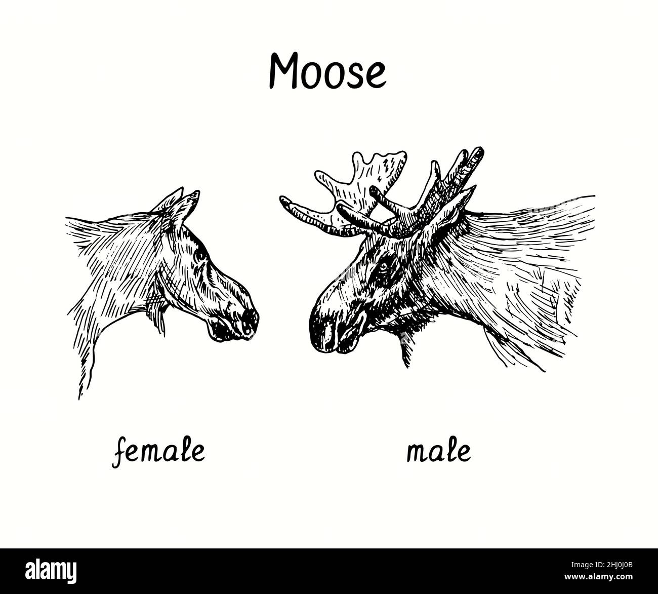 Elchmännchen Sammlung, stehend und Kopfseite. Tusche schwarz-weiße Doodle Zeichnung im Holzschnitt-Stil. Stockfoto