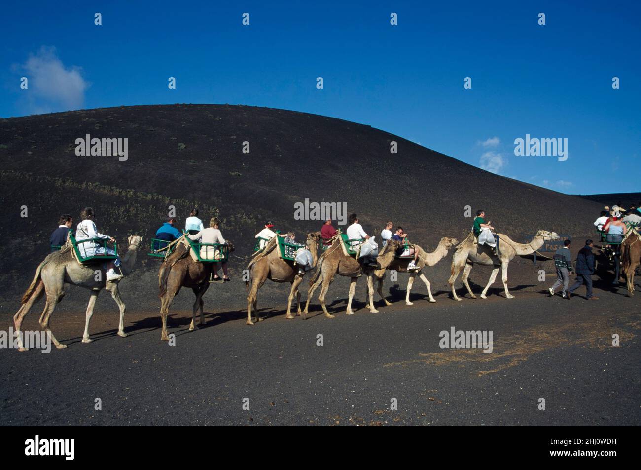 Kamel-Safari im Nationalpark Timanfaya, Orzola, Lanzarote, Kanarische Inseln, Spanien Stockfoto