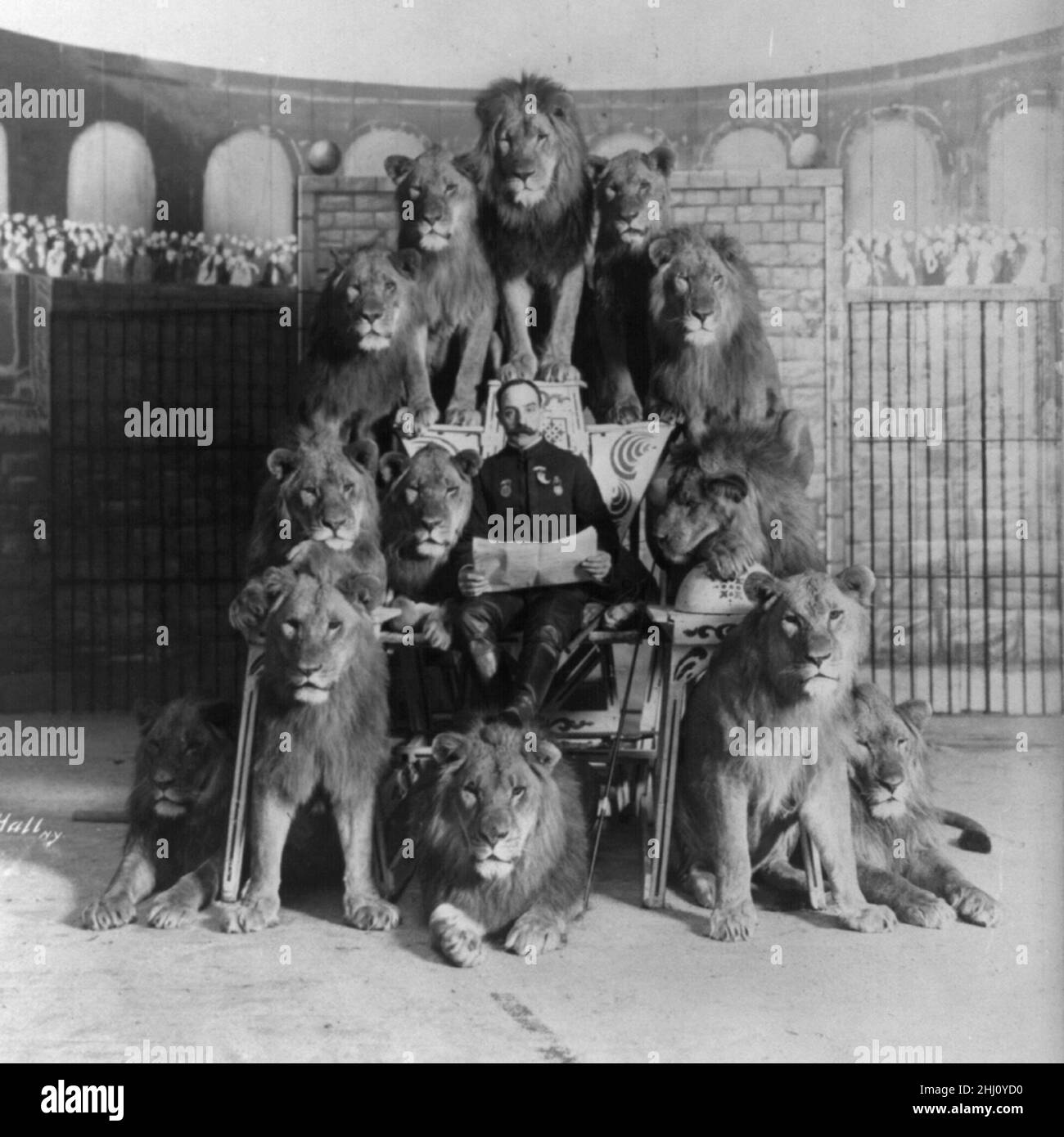 Bostock trainierte Löwen - 1903 - zu Recht nicht mehr akzeptabel. Stockfoto