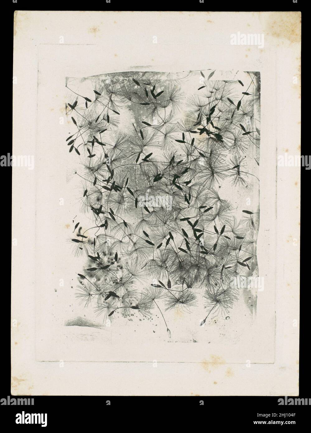 [Dandelion Seeds] 1858 oder später William Henry Fox Talbot British dieser experimentelle Beweis ist ein gutes Beispiel für die Fähigkeit von Talbots 'photoglyphischer Gravur', fotografische Ergebnisse zu erzeugen, die auf einer Druckmaschine mit Druckertinte gedruckt werden könnten – ein dauerhafteres Verfahren als mit Licht und Chemikalien hergestellte Fotos. Wie die frühesten fotografischen Beispiele von Talbot wurde das Bild hier fotografisch auf die Kupferstichplatte übertragen, indem die Samen direkt auf die lichtempfindliche Platte gelegt und ohne Hilfe einer Kamera dem Licht ausgesetzt wurden. Erinnert ebenso an die frühen Erfahrungen von Talbot Stockfoto