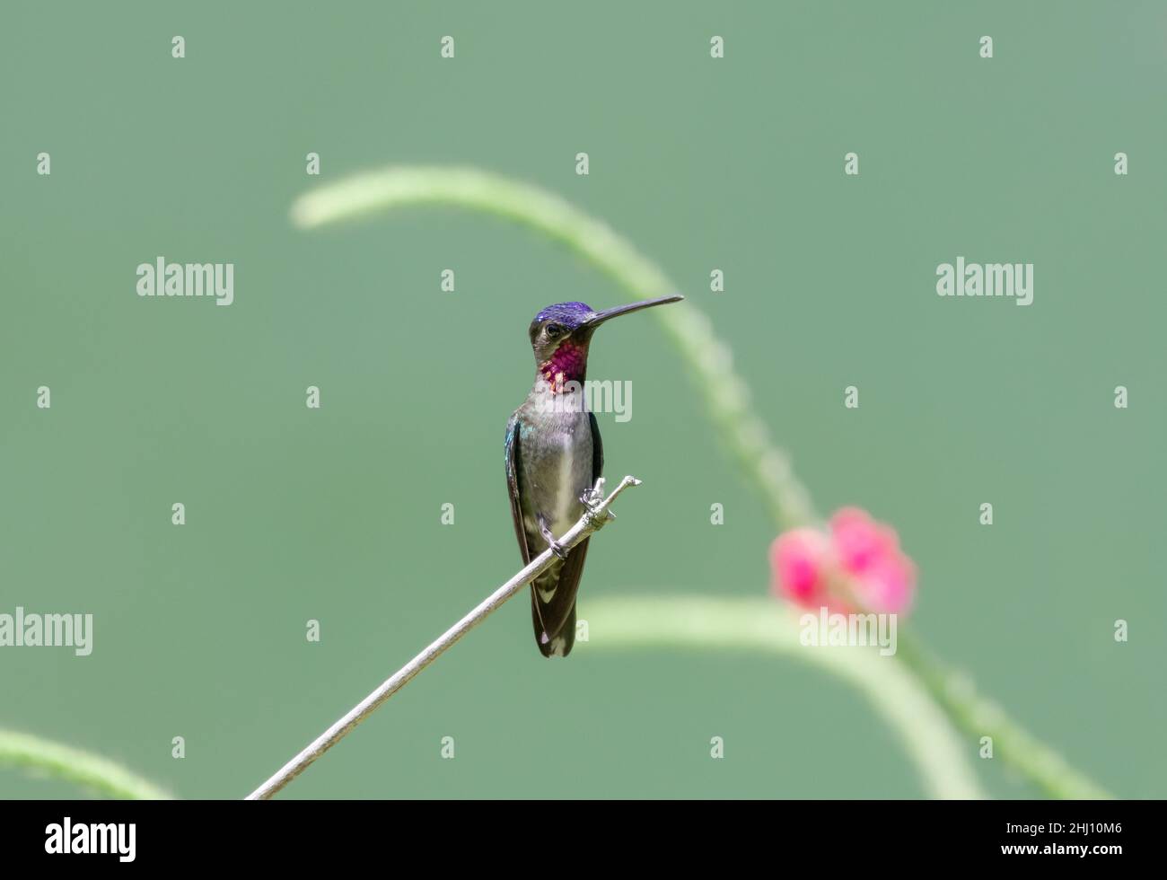 Der farbenfrohe und glitzernde Langschnabel-Kolibri Heliomaster longirostris, der auf einem Zweig mit weichem grünem Hintergrund und rosa Blüten starkelt Stockfoto