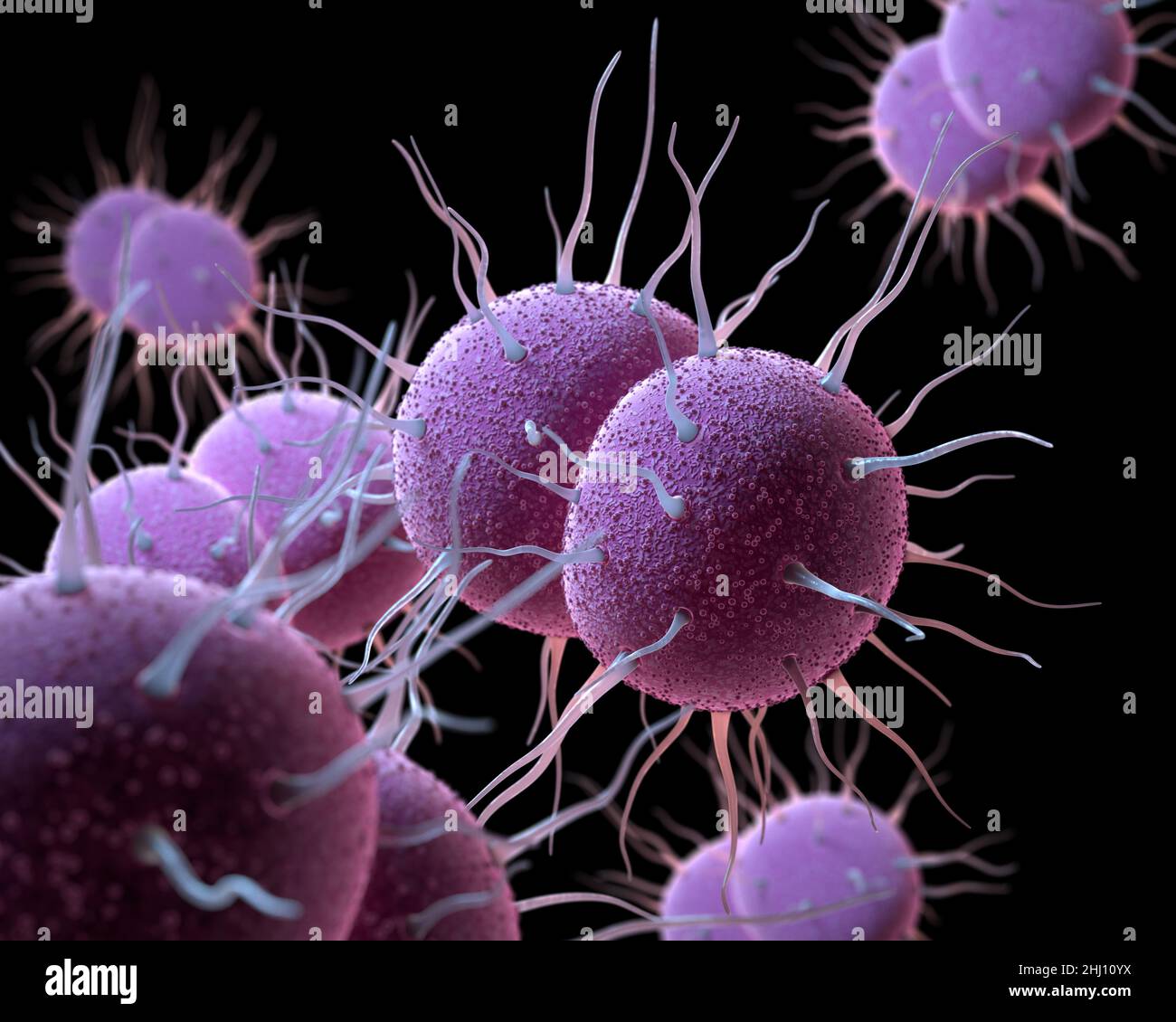 Das Bakterium Neisseria gonorrhoeae, verantwortlich für die sexuell übertragenen Infektionen Gonorrhöe. 3D-Darstellung Stockfoto