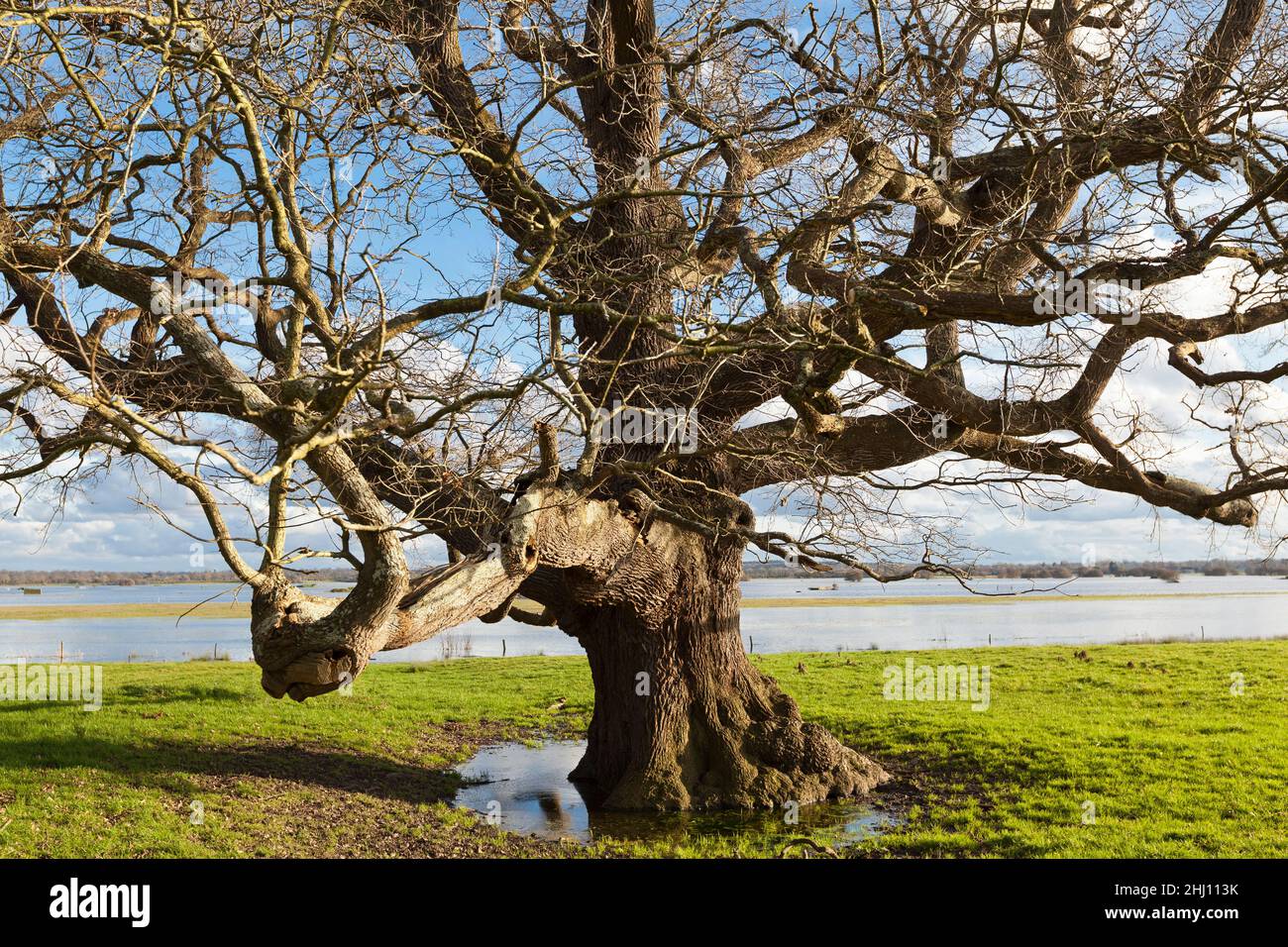 Alte Eiche im Marais du Cotentin et du Bessin Stockfoto