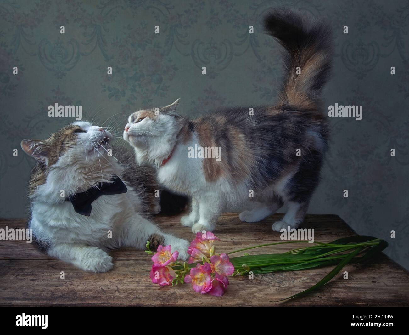 Valentinskarte mit Katzen und Blumen Stockfoto