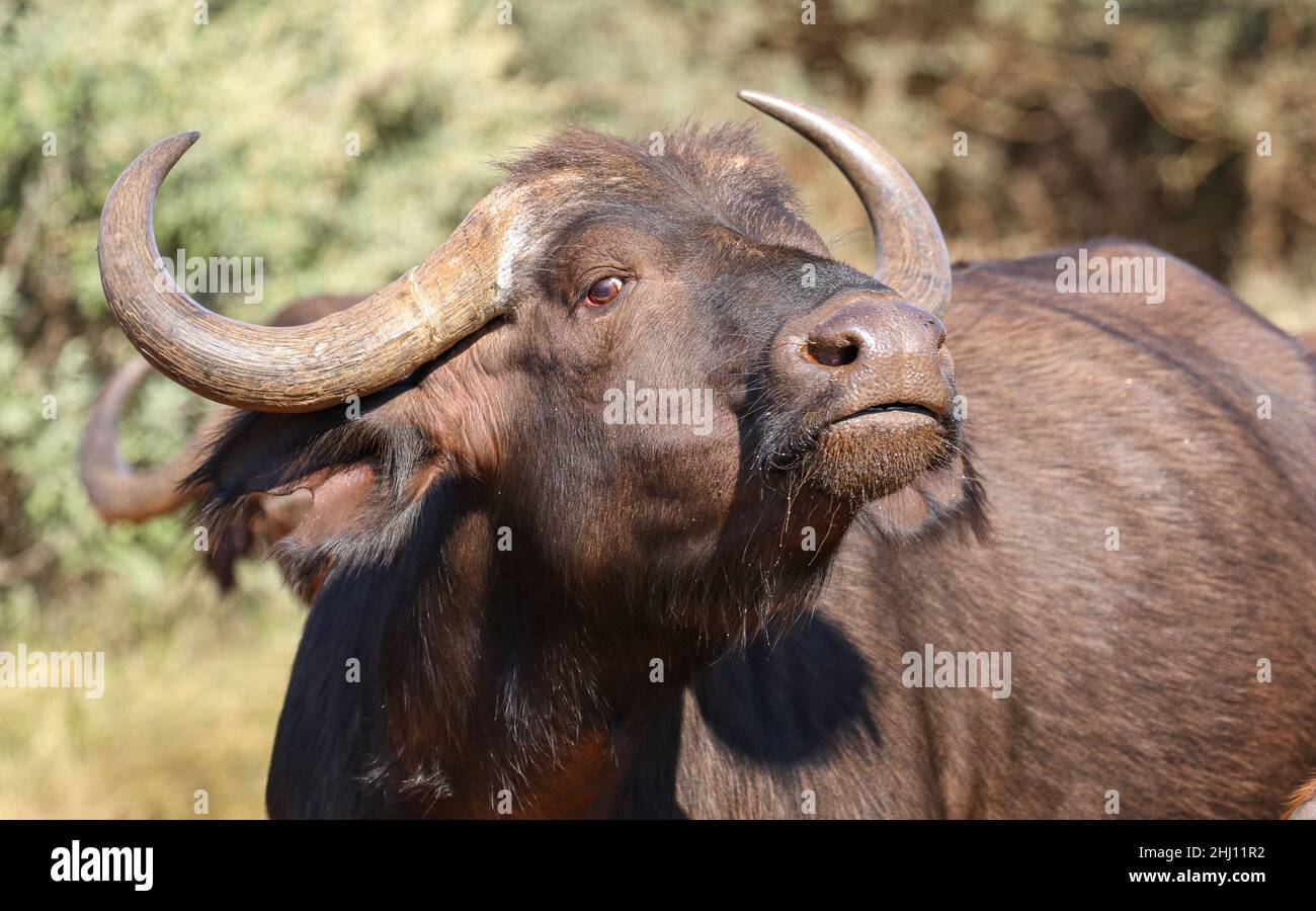 Cape Buffalo in Südafrika Stockfoto