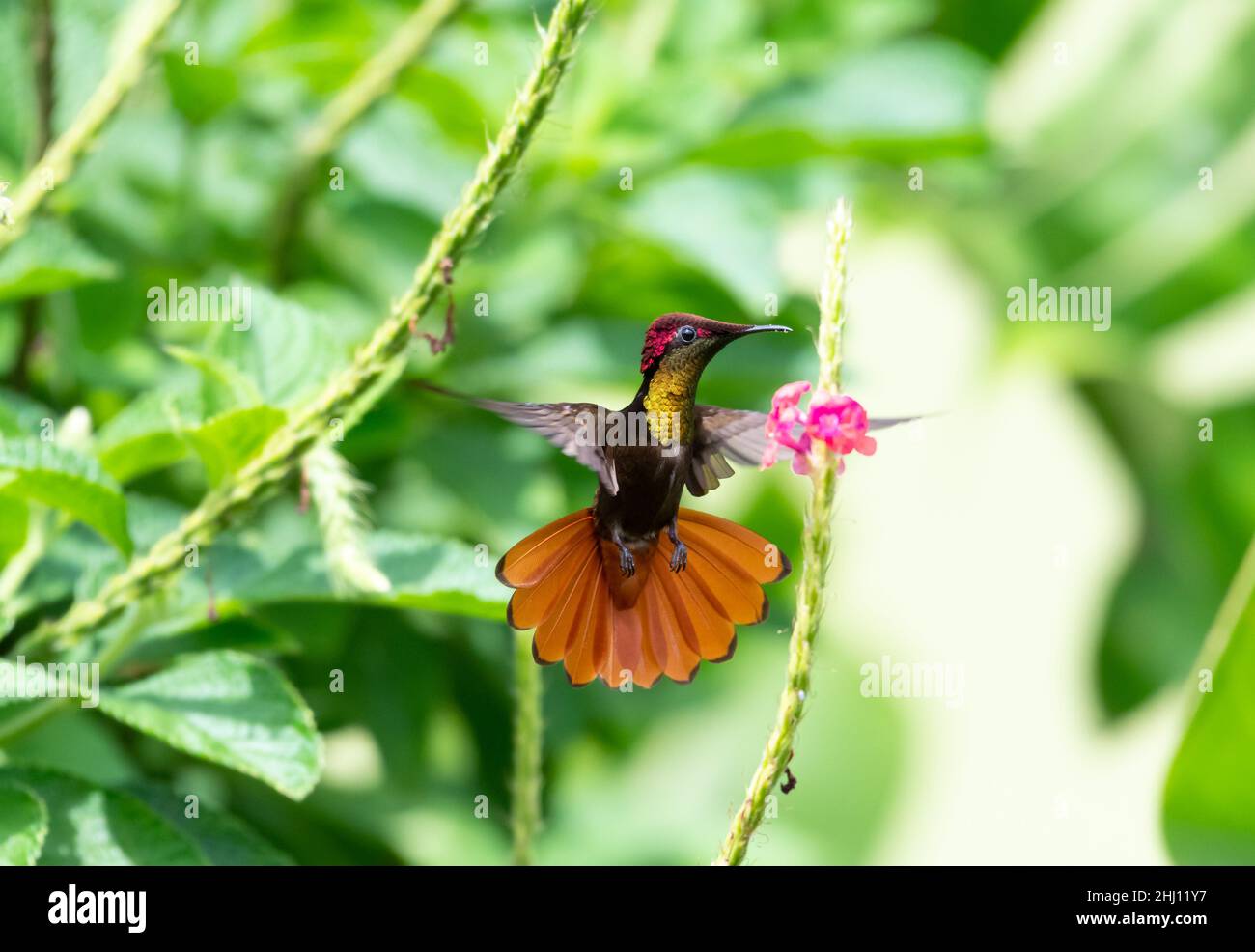 Schöner Rüde-Kolibri Ruby Topaz, Chrysolampis mosquitus, in einer wunderschönen Gold- und Orangendarstellung neben einer rosa Blume in einem Garten. Stockfoto