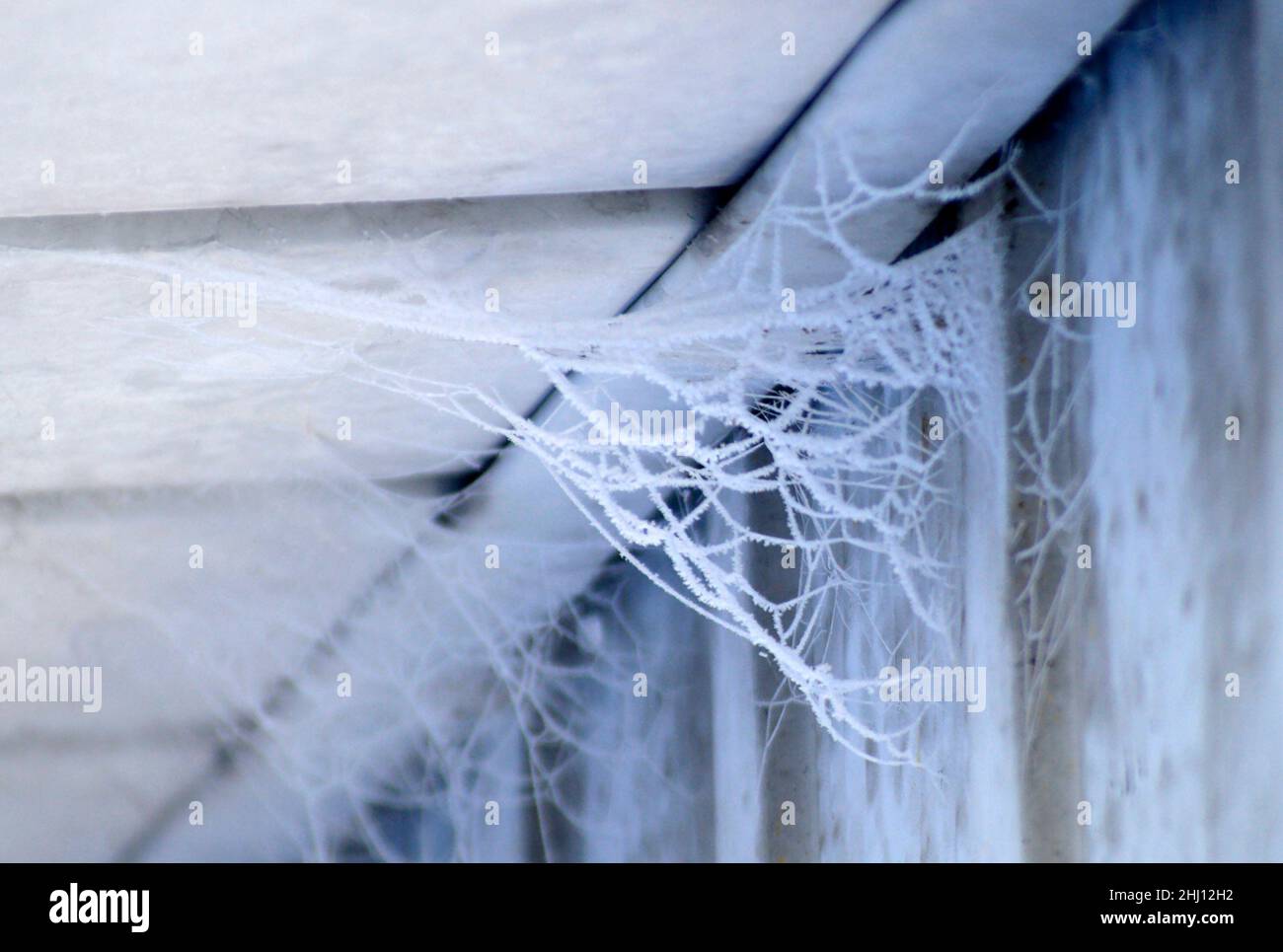 Gefrorene Spinnennetze an der Seite eines Hauses bei -30 Grad kanadischem Winterwetter Stockfoto