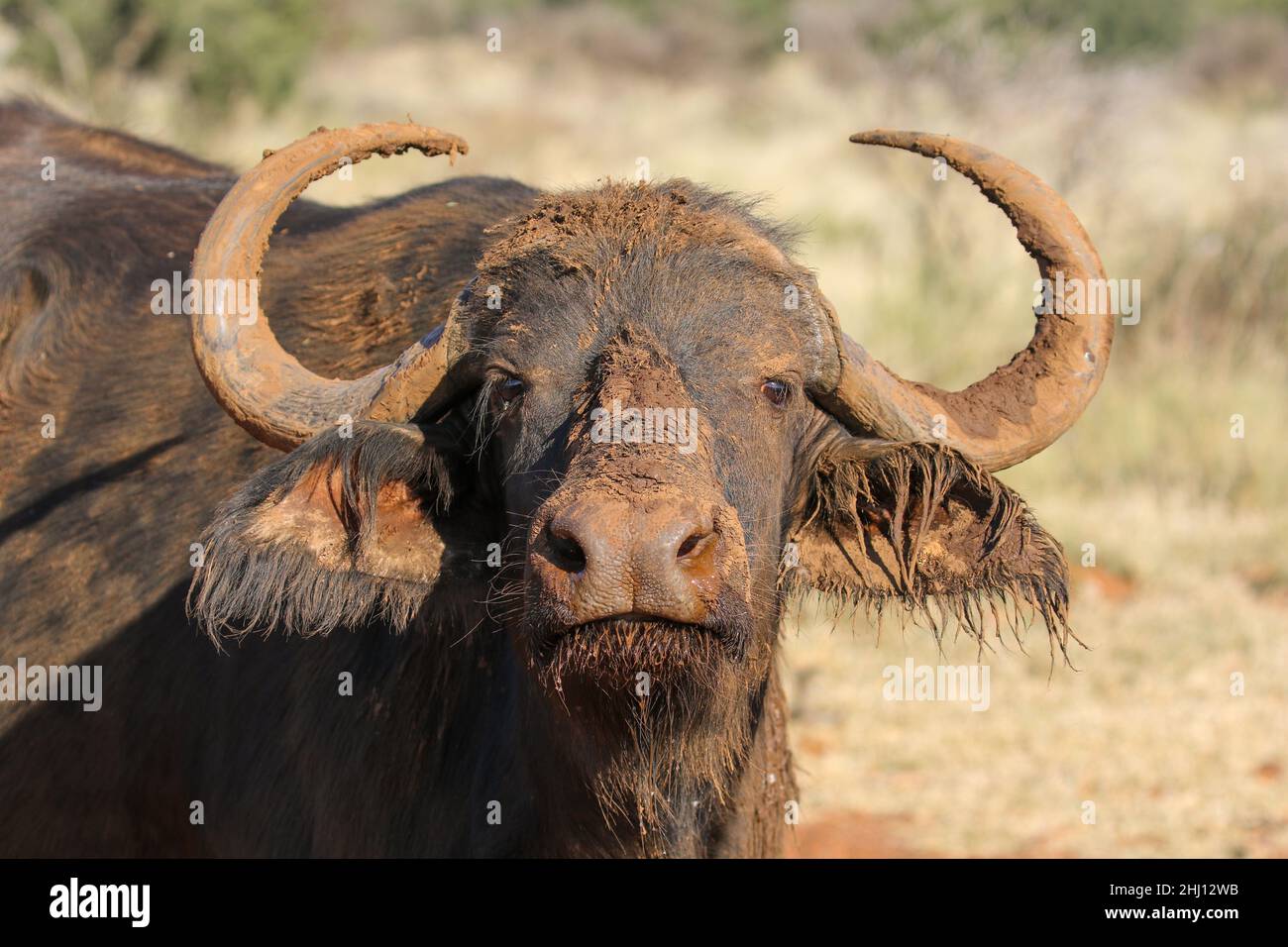 Cape Buffalo in Südafrika Stockfoto
