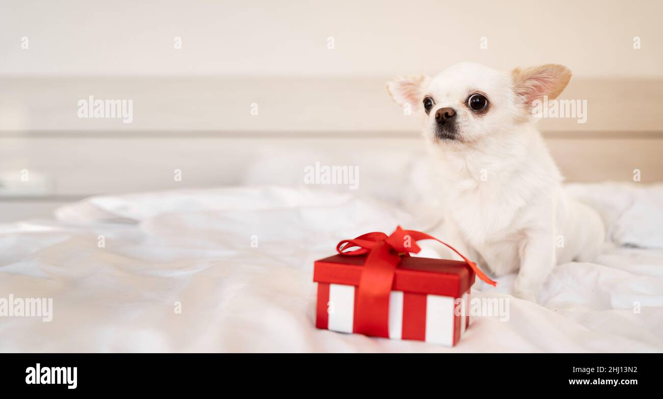 Lustige chihuahua Hund zum Geburtstag sitzt auf einer weißen Decke auf dem Bett zu Hause. Eine Box mit einem Geschenk auf dem Bett in der Nähe des Welpen. Geschenk für ein Haustier. Banner. c Stockfoto