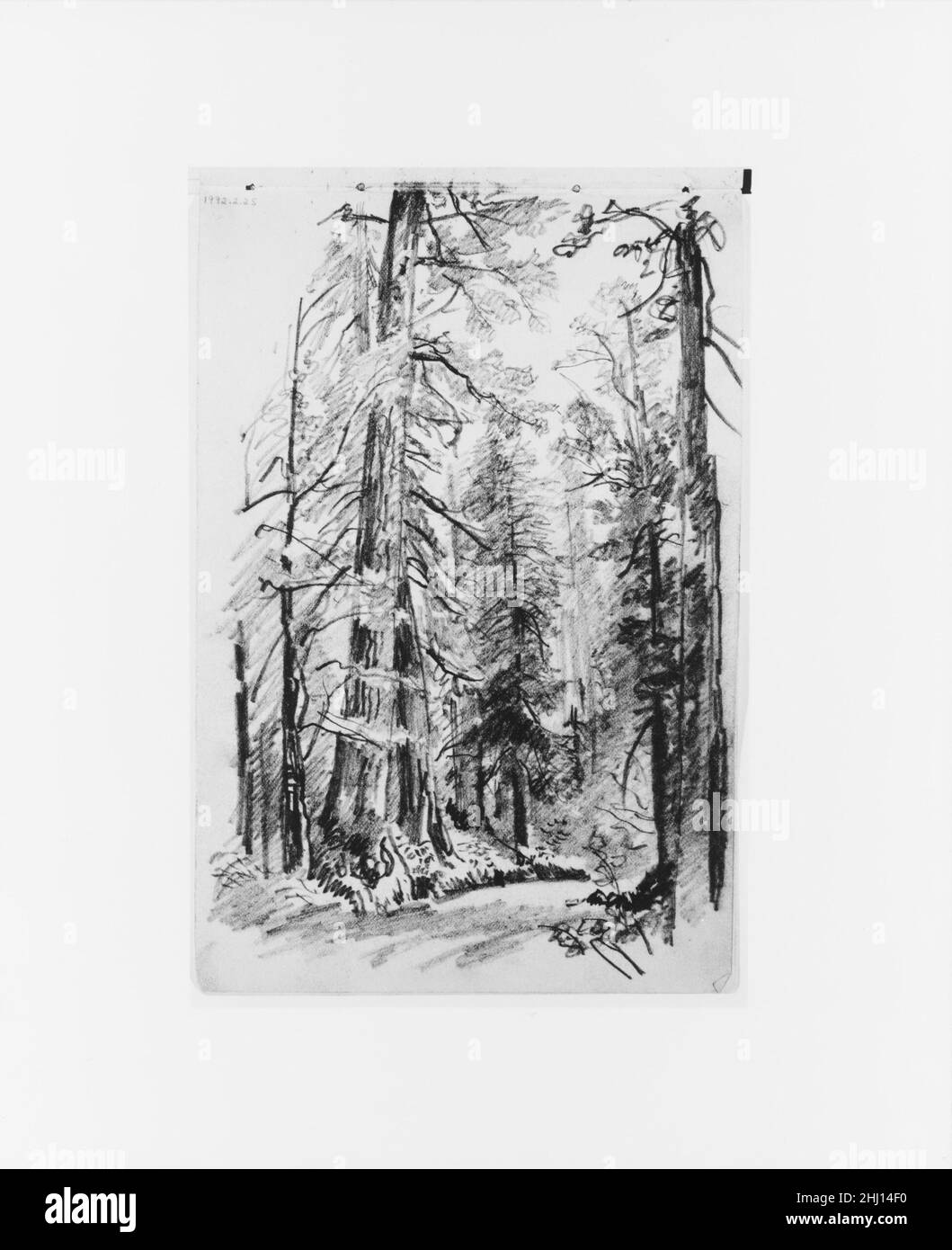 Forest Interior (aus Sketchbook X) 1885 William Trost Richards American Dieses Skizzenbuch enthält 51 Zeichnungen in Graphit und Tinte, hauptsächlich von Landschaften des pazifischen Nordwestens und Meeresmotive. Die Ergänzung der Sammlung dieses und eines weiteren Skizzenbuches (1992,2.1) von New England und Pennsylvania über Landschaft und Meeresmotive durch Richards ergänzt die Palette der grafischen Leistungen des Künstlers nahezu. Die Bücher sind bemerkenswert sowohl für hochgearbeitete Kompositionen als auch für Seiten mit schnellen Notizen, die wahrscheinlich bei Spaziergängen durch das Land entstanden sind. Die Seite Stockfoto