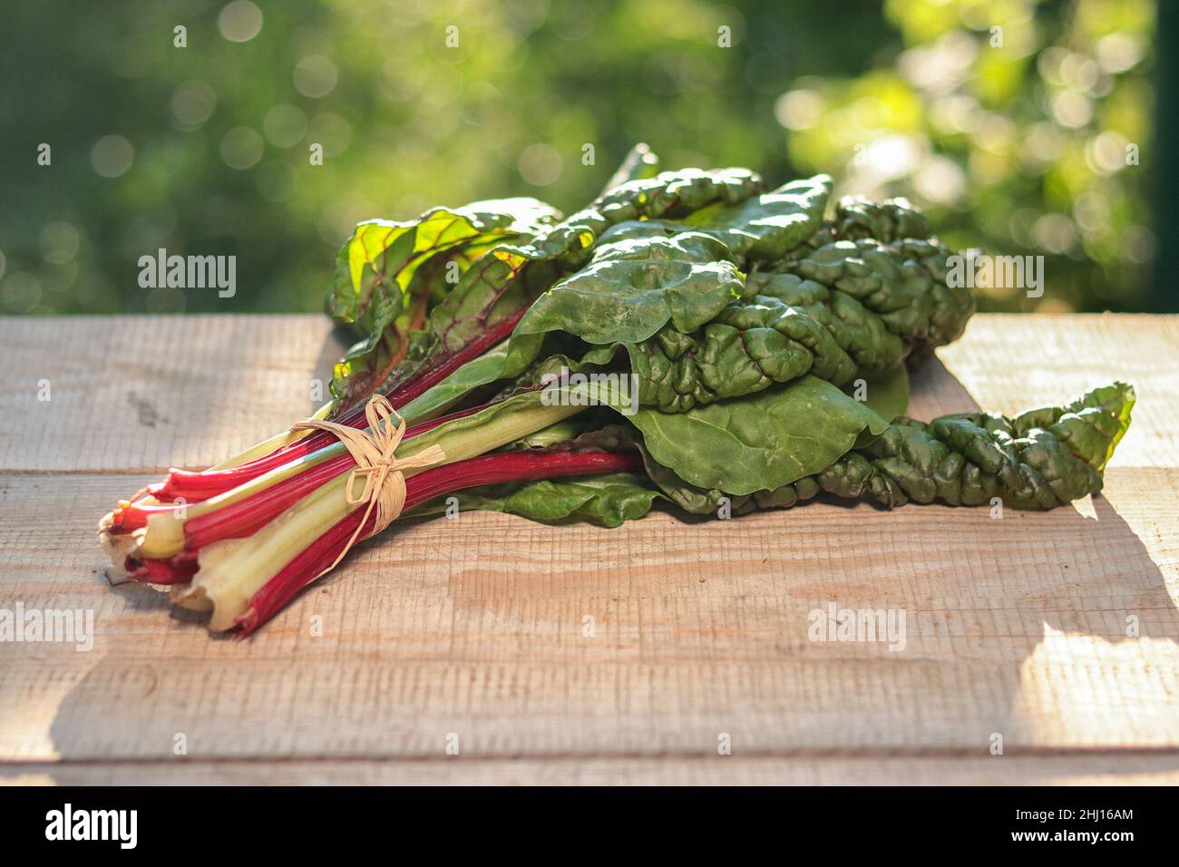 Mangold Gemüse - ein Bund von Blättern mit roten und grünen Stielen Stockfoto