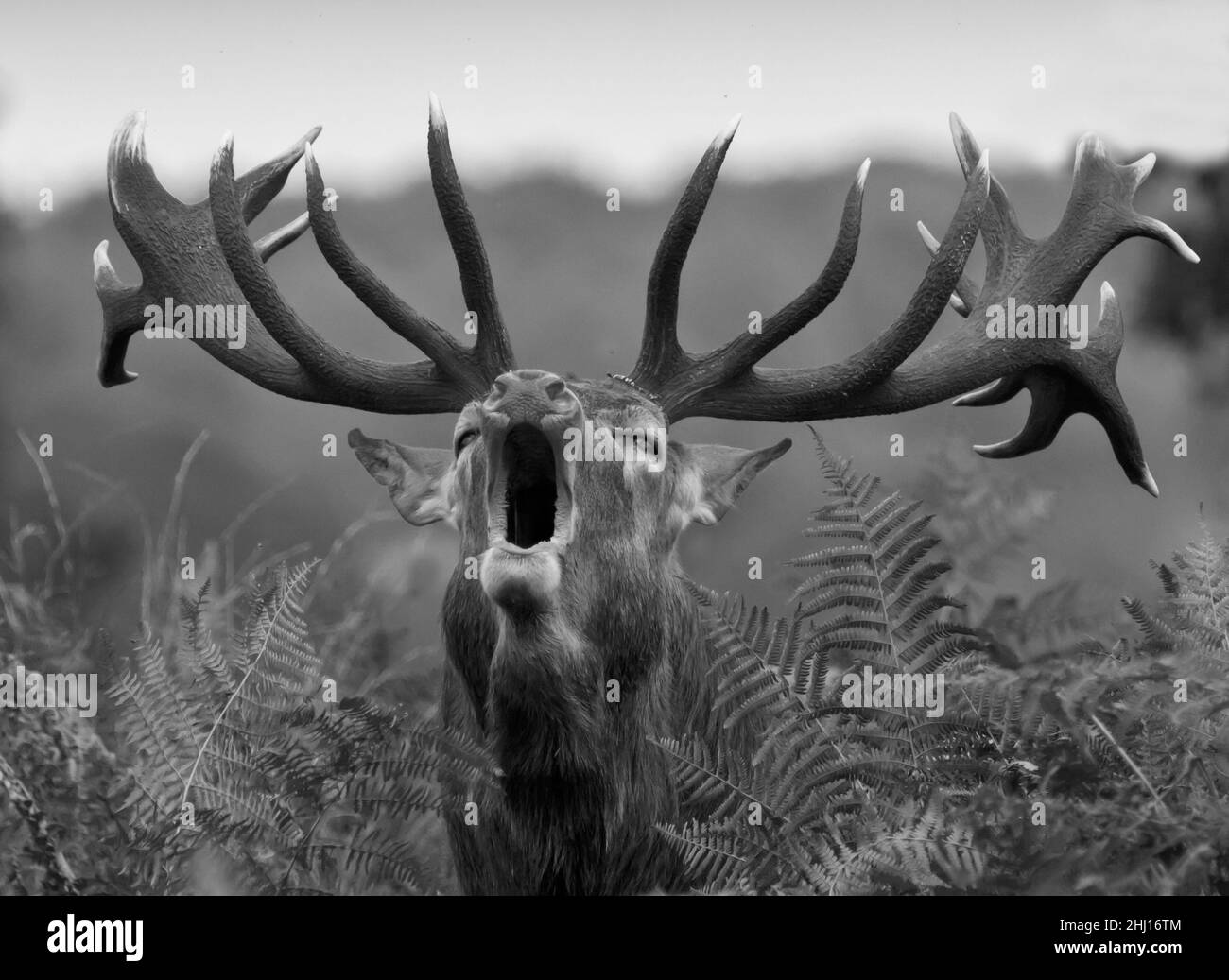 Schwarz-weißes Bild eines Rothirschhirsches (Cervus elaphus) brüllend, brüllend in der Klammer während der Furche, aufgenommen im Richmond Park, London, UK Stockfoto