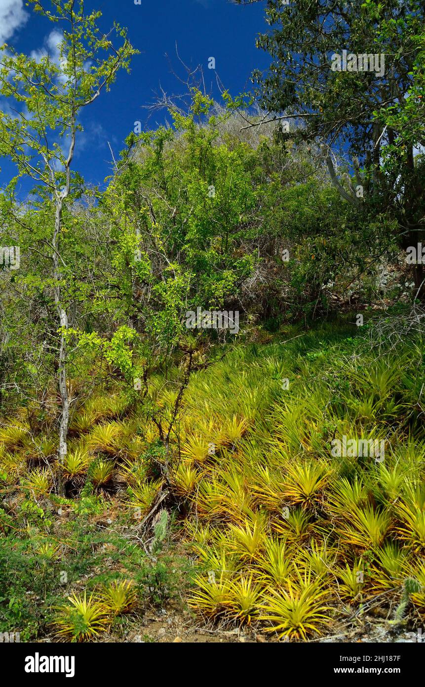 Antillen-Bodenbromelie, terrestrische Bromeliade, Bromelia humilis, Curacao Stockfoto