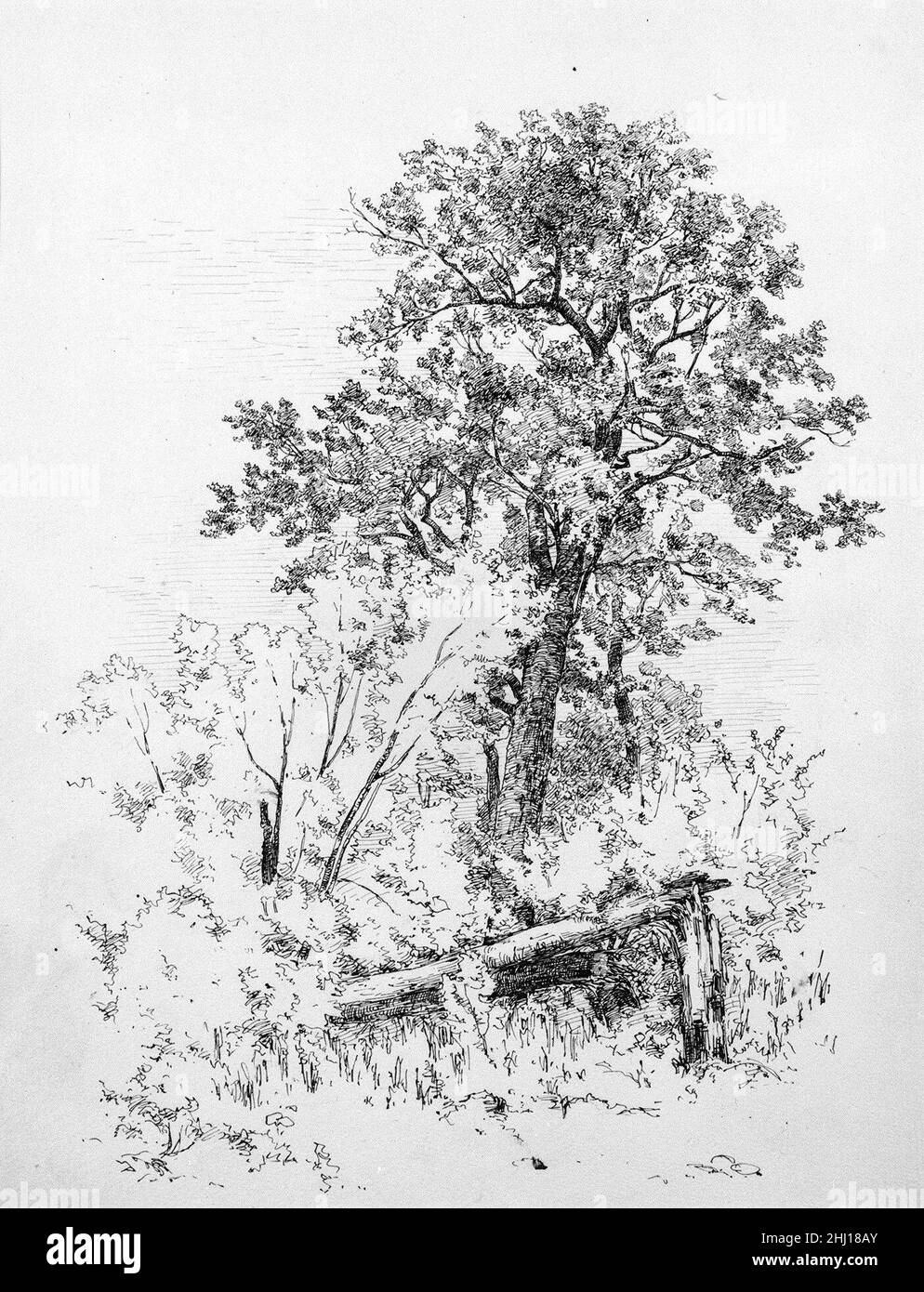 Sugar Maple, Adirondacks 1879 Andrew Fisher Bunner. Zuckerahorn, Adirondacks 10330 Stockfoto