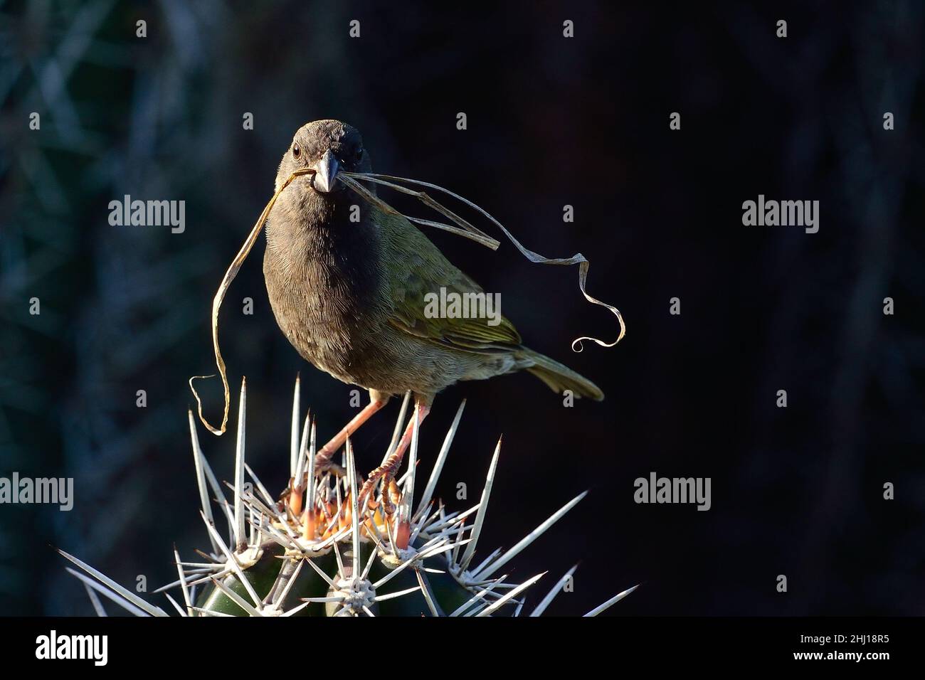 Antillen-Gimpeltangare, Schwarzgesichtengrasquit, Melanospiza bicolor sharpei, Curacao Stockfoto