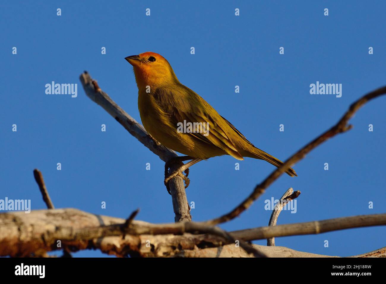 Safranammer, Safranfink, Sicalis flaveola, Curacao Stockfoto