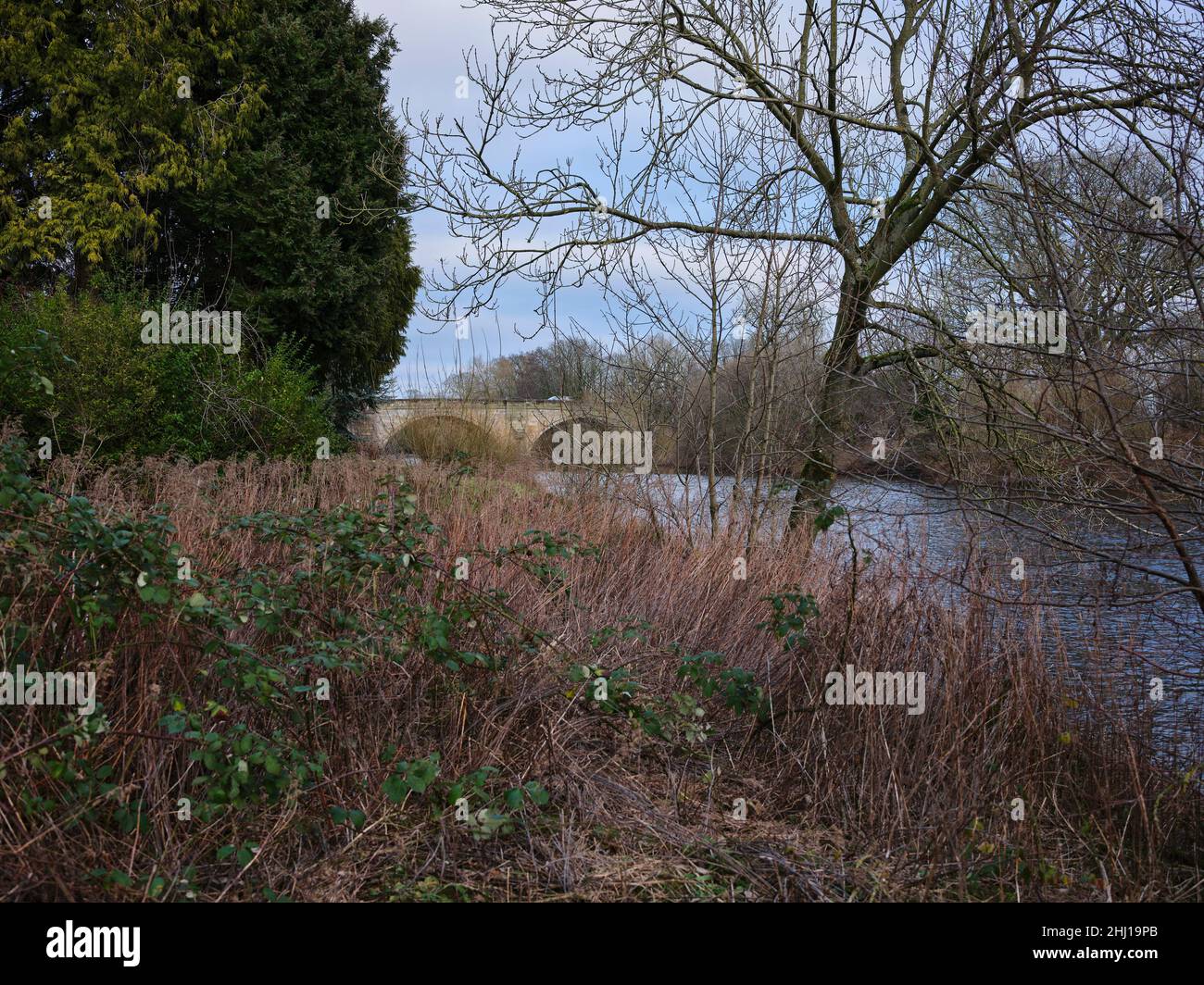 Von einer überwucherten Flussseite aus die Brücke über den Fluss Ure bei West Tanfield. Stockfoto