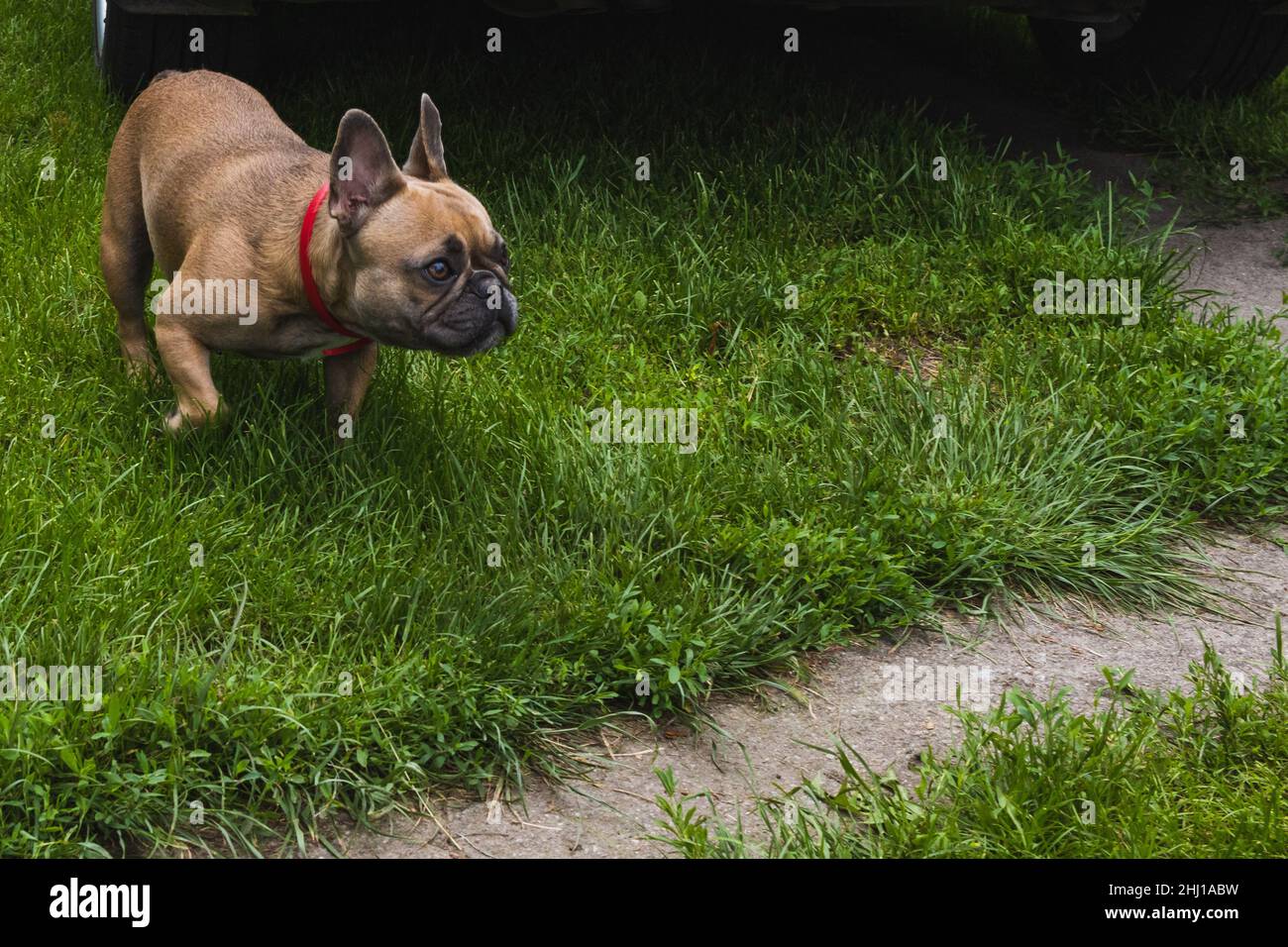 Neugierig Brown französisch Bulldogge Jagd, nette französisch Bulldogge spielen Stockfoto