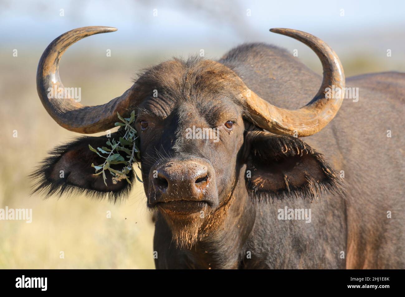Buffalo in Südafrika Stockfoto