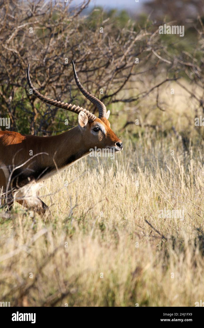 Männlicher Lechwe, Okavango Delta, Botswana Stockfoto