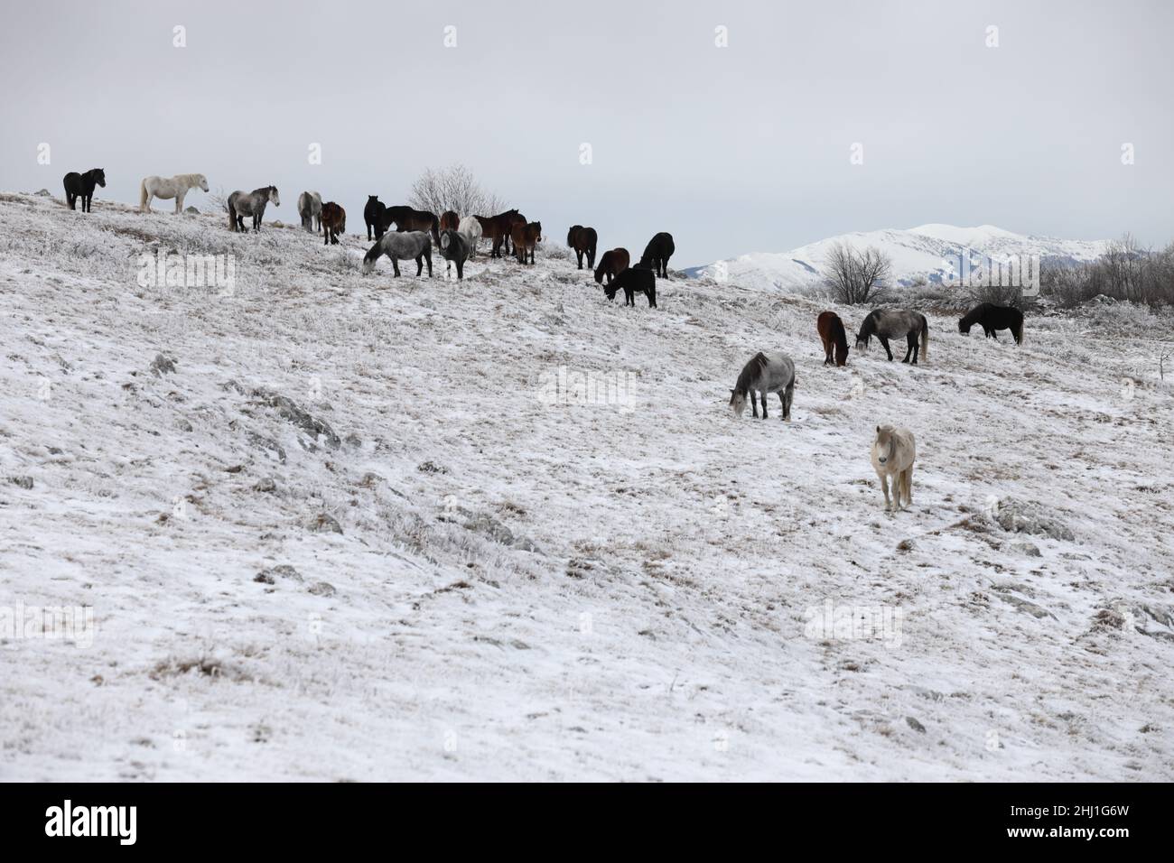Eine Herde wilder Pferde im Schnee Stockfoto