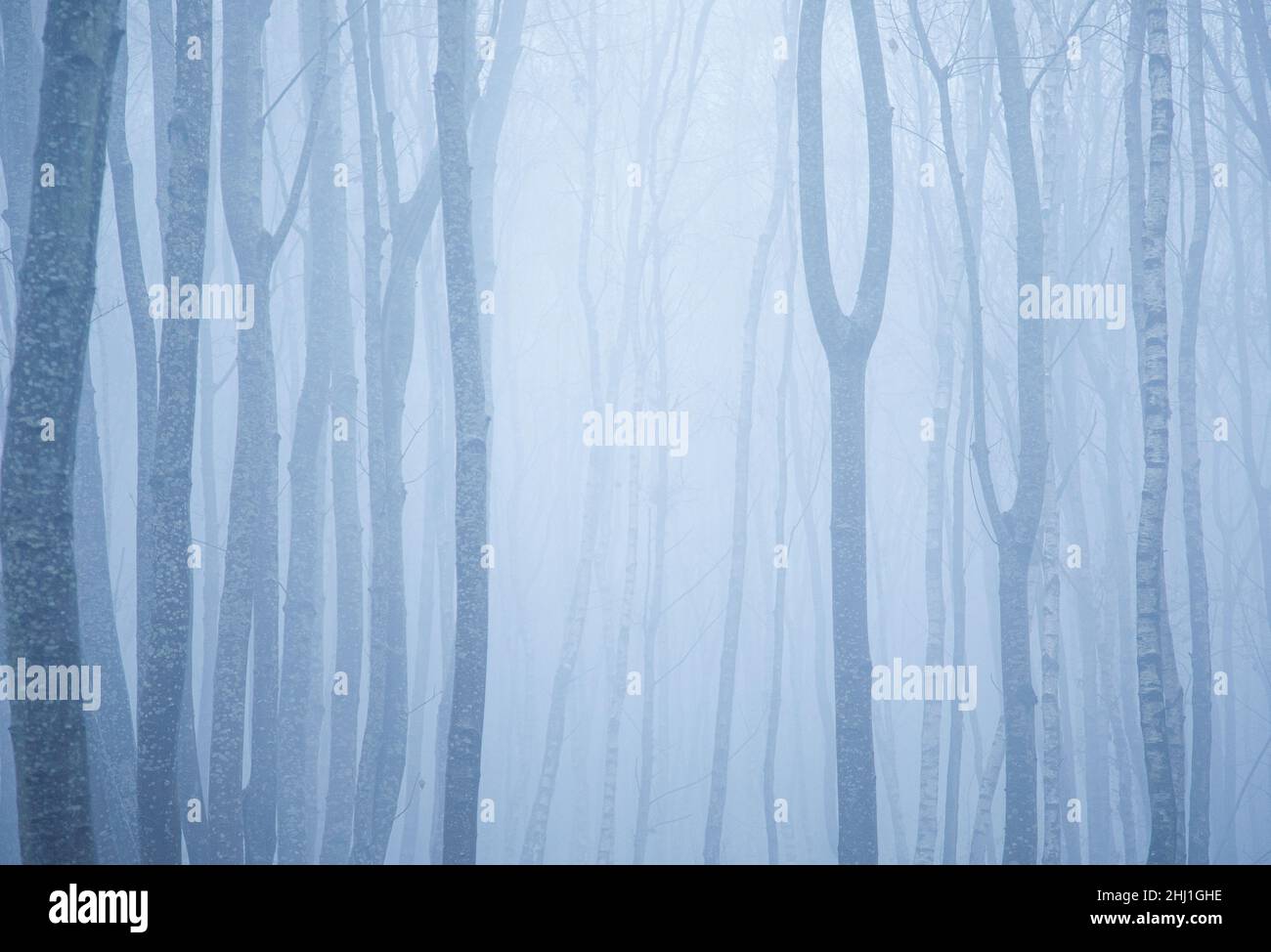 Nebliger Tag im Wald mit Baumstämmen. Stockfoto