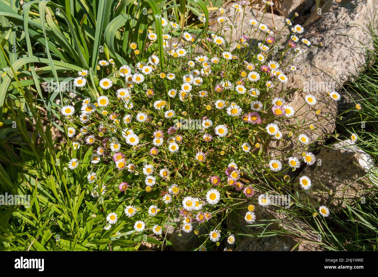 Taumelnde Verbreitung Erigeron karvinskianus fleabane mit einer Fülle von Gänseblümchen wie Blumen Stockfoto
