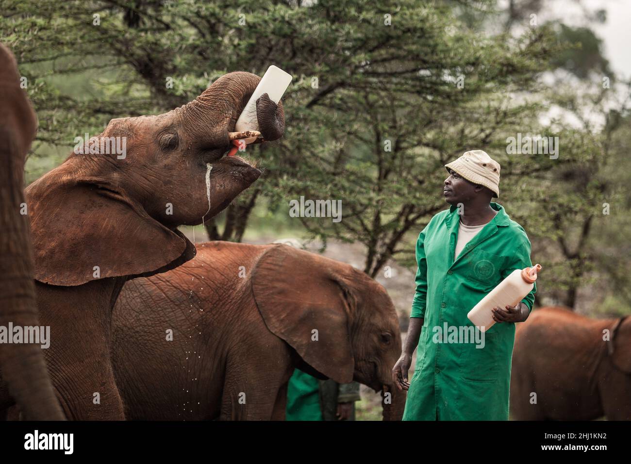 NAIROBI, KENIA - 20. MÄRZ 2018: Elefantenbaby trinkt Milch aus der Flasche Stockfoto