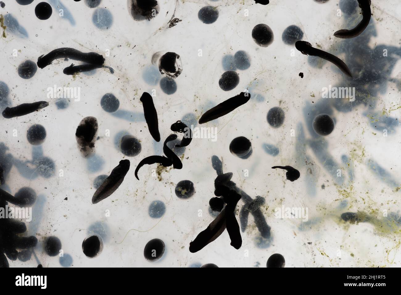 Frogspawn des gewöhnlichen Frosches Rana temporaria, verschiedene Stadien Entwicklung schwarze Punkte Eier von Gelee wie Substanz Blastula entwickelt Algen umgeben Stockfoto