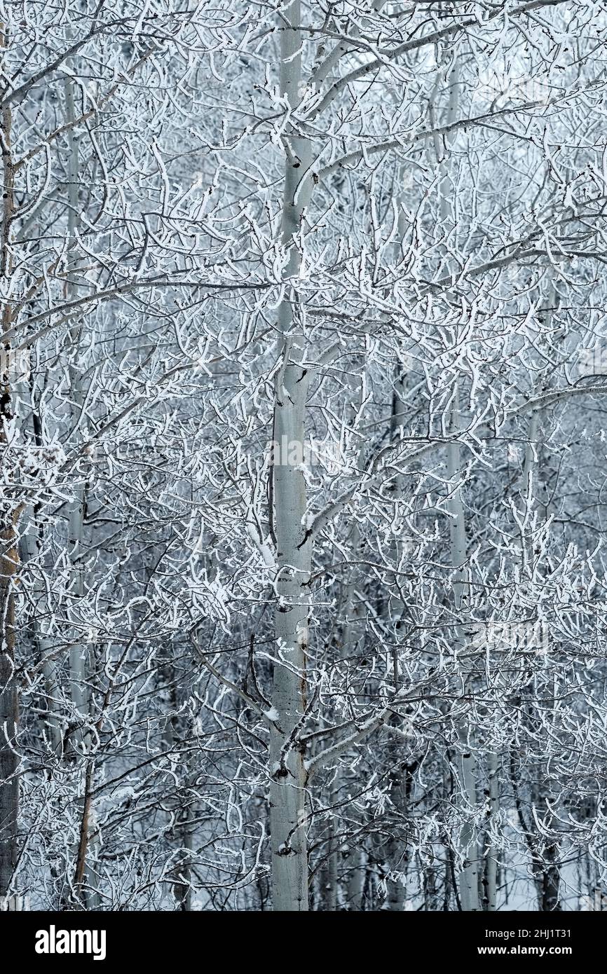 Winterfrost bedeckt Baum und Äste mit Schnee und Eis in der frostigen Kälte Stockfoto