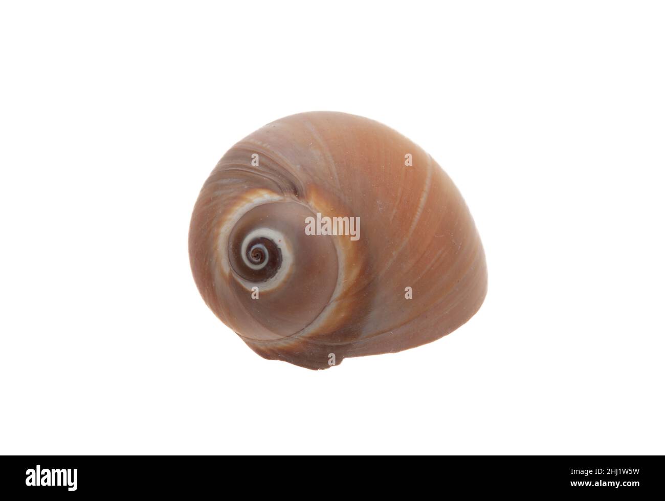 Süßwasserschnecke isoliert Ausschnitt auf weißem Hintergrund. Blick von oben auf kreisförmige braune Gastropoden-Weichtiere, die in Teich, Fluss, See lebt. Stockfoto