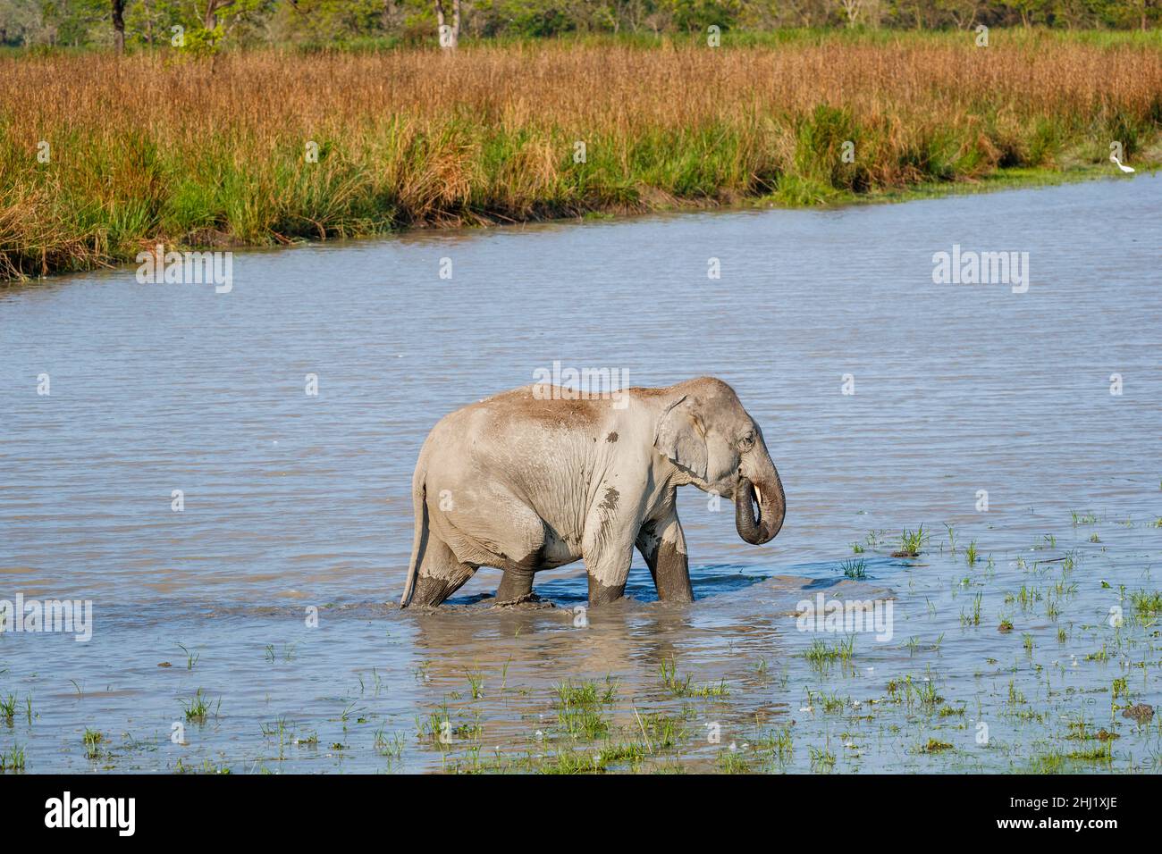 Ein indischer Elefant (Elephas maximus indicus) überquert einen Fluss im Kaziranga National Park, Assam, Nordostindien Stockfoto