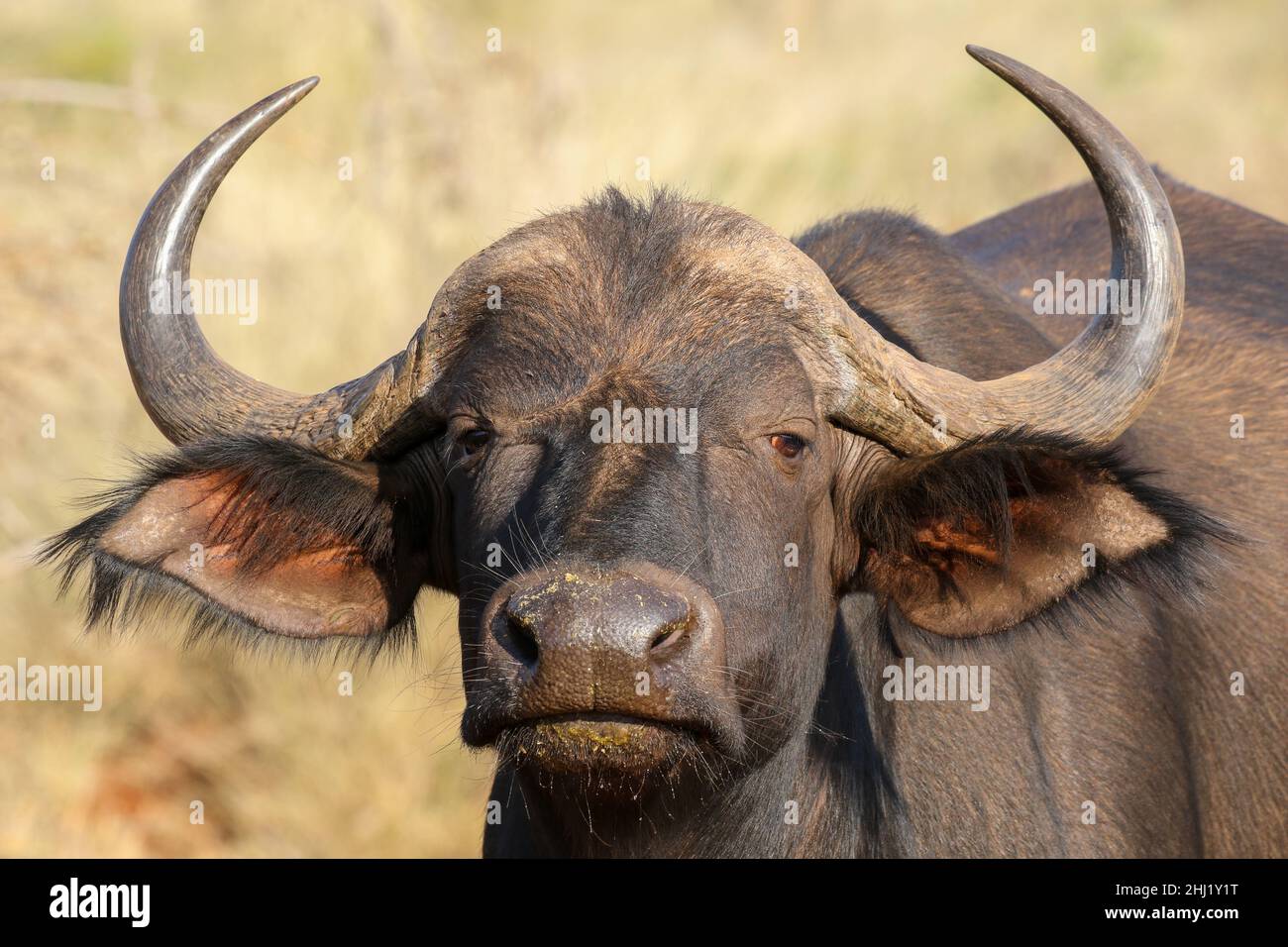 Buffalo in Südafrika Stockfoto