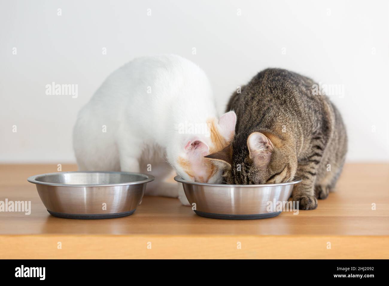 Zwei domestizierte Katzen, die aus zwei Schalen eine Mahlzeit einnehmen Stockfoto