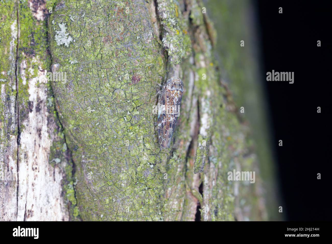 Pilzartige Fruchtkörper der Gattung Nectria auf Hainbuche-Rinde. Stockfoto