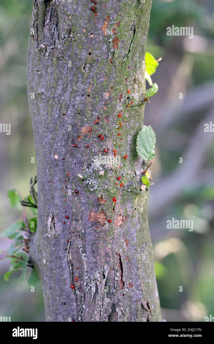 Pilzartige Fruchtkörper der Gattung Nectria auf Hainbuche-Rinde. Stockfoto