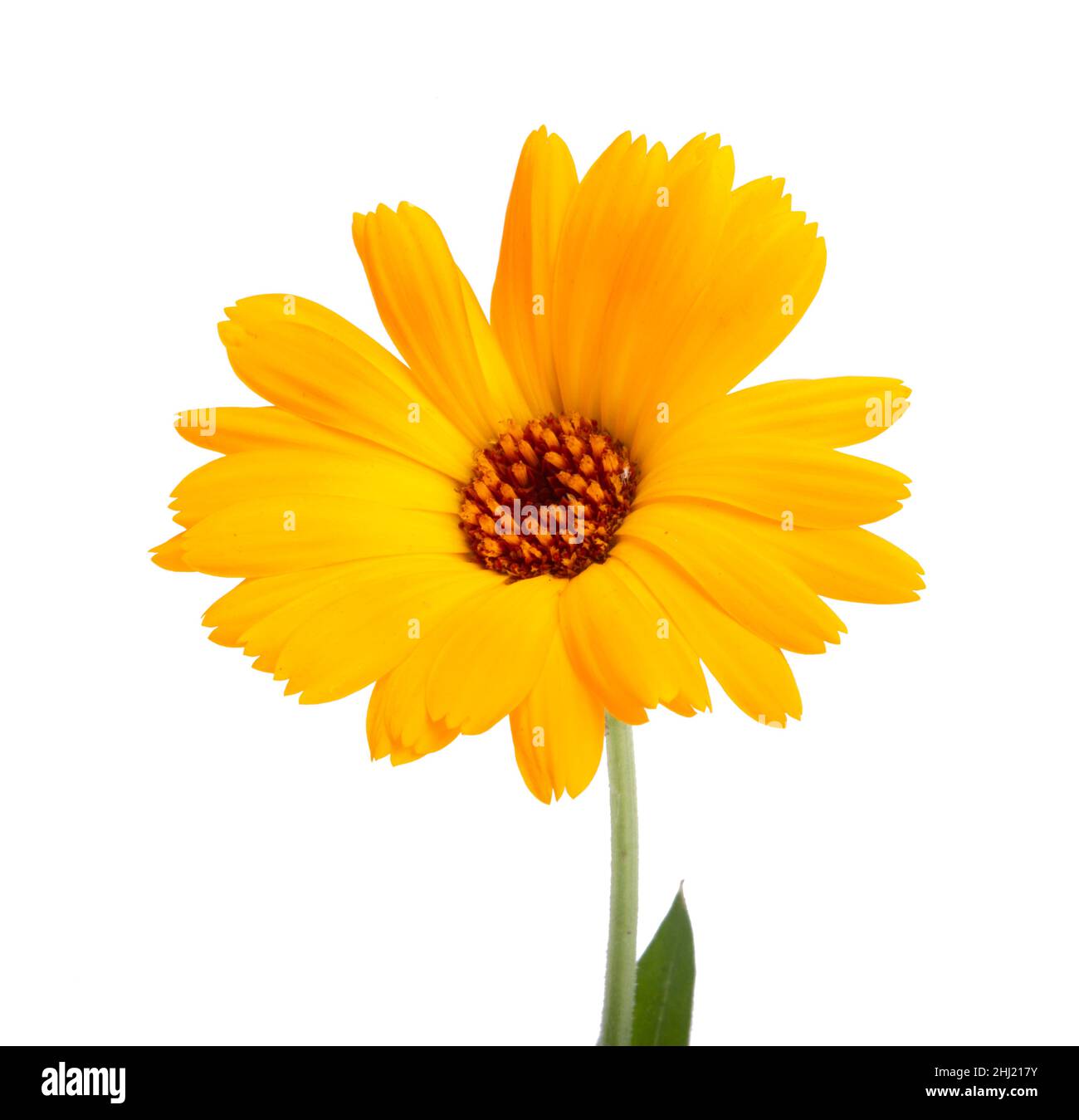 Frische Ringelblume isoliert auf weißem Hintergrund Stockfoto